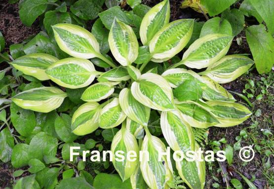 Hosta Hanky Panky